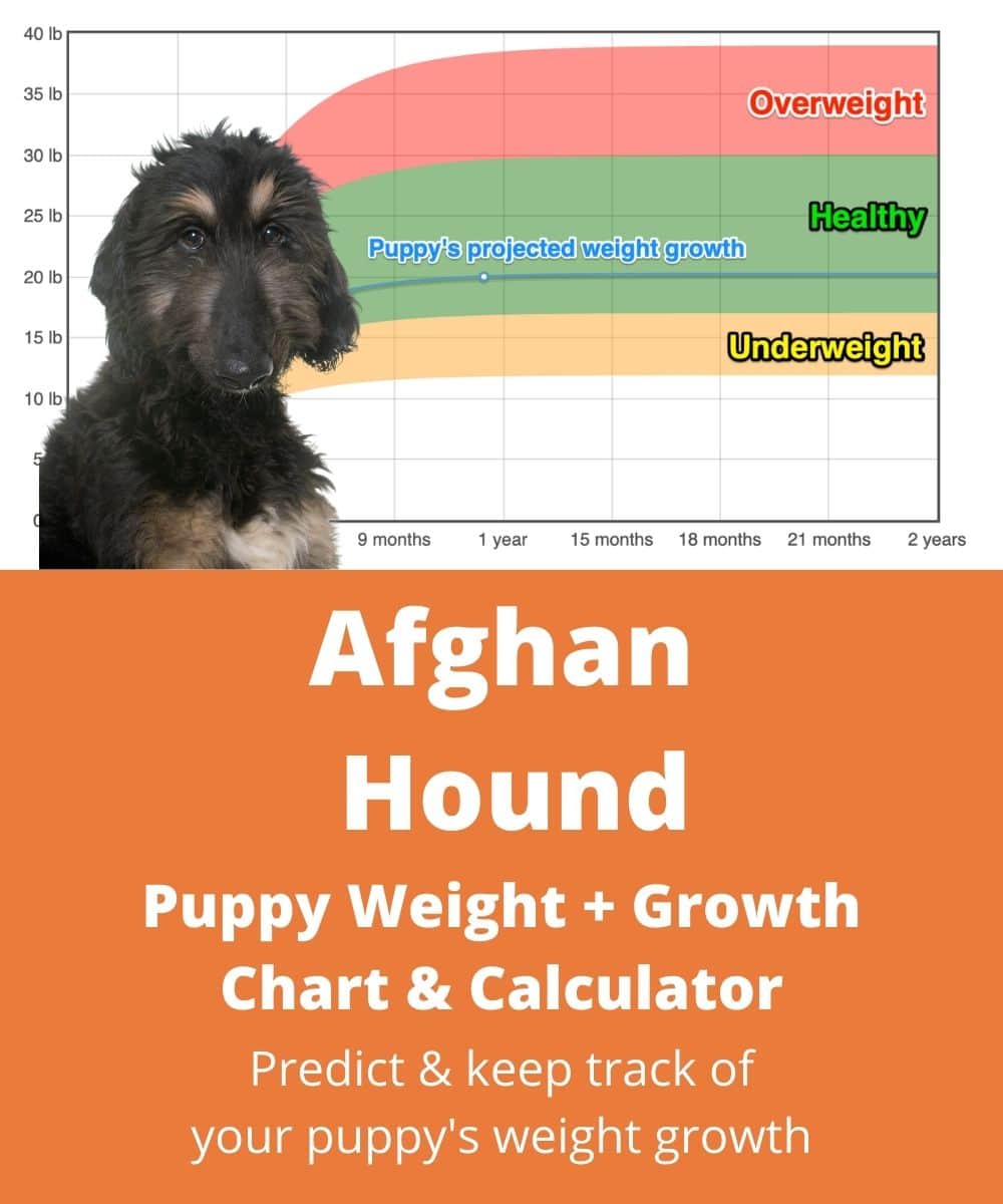 afghan-hound Puppy Weight Growth Chart